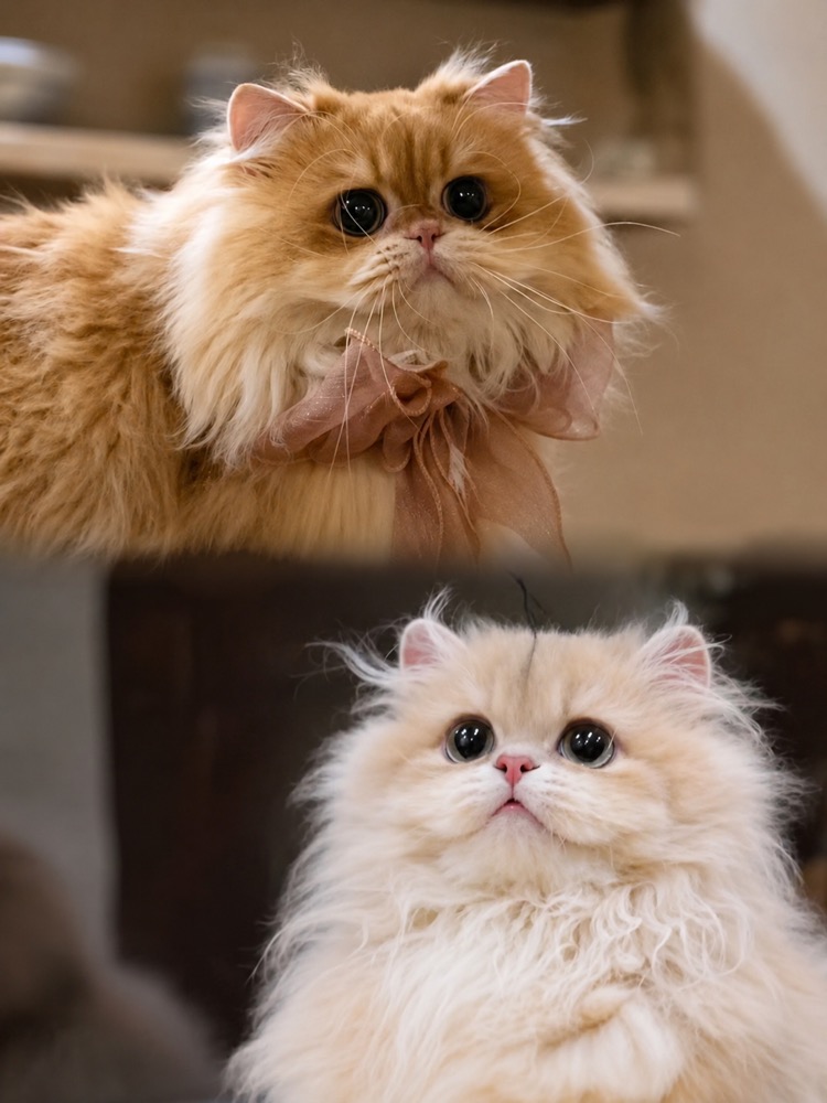 A home life moment with the cats