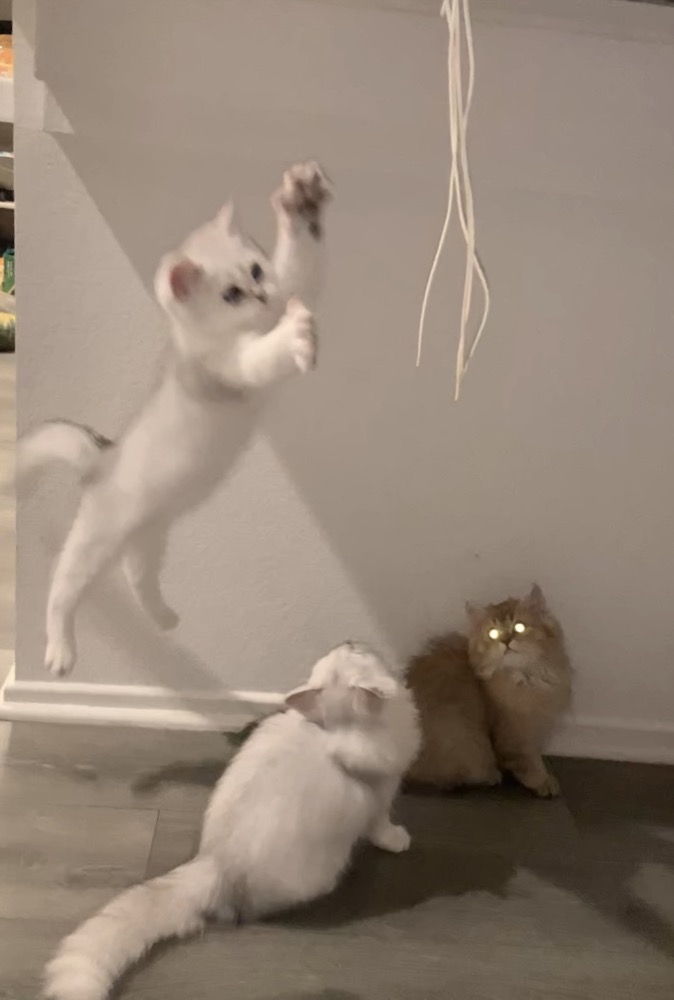 A home life moment with the cats