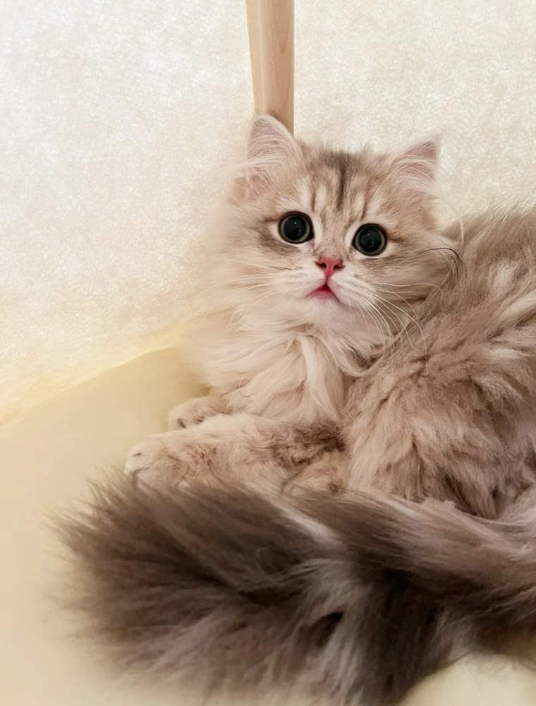 A home life moment with the cats