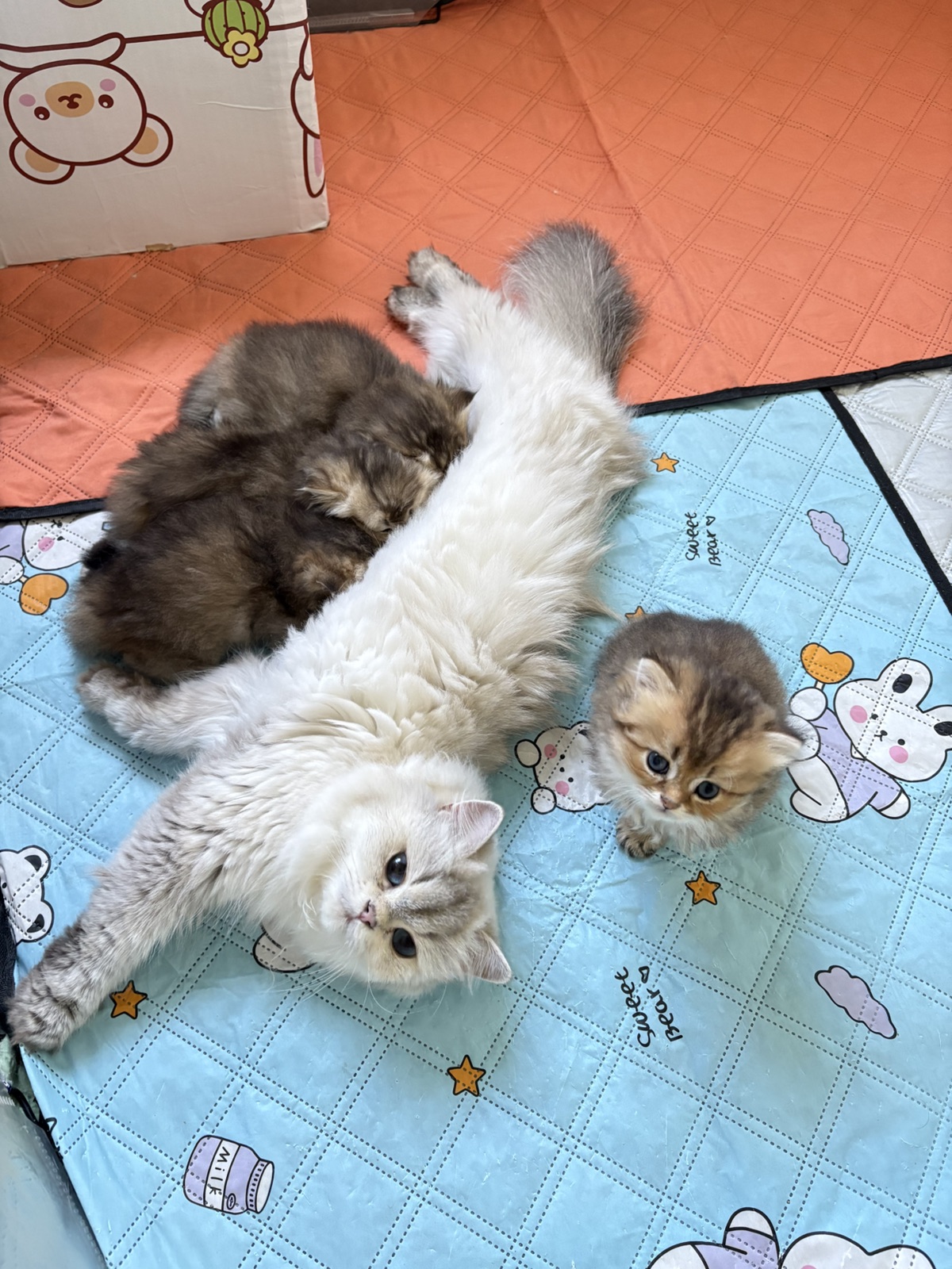 Golden Tabby Kittens at home, photo 5