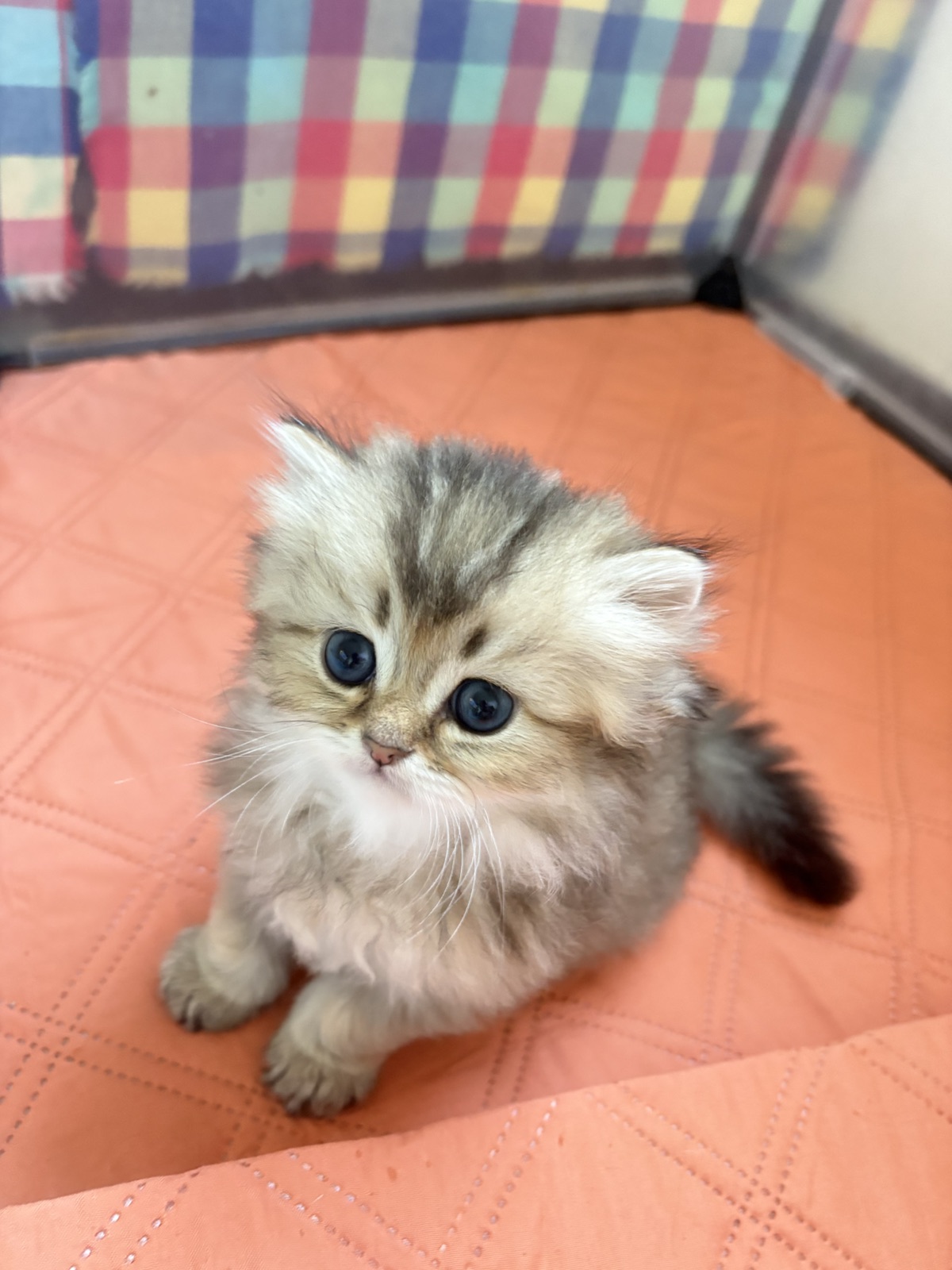 Golden Tabby Kittens at home, photo 2