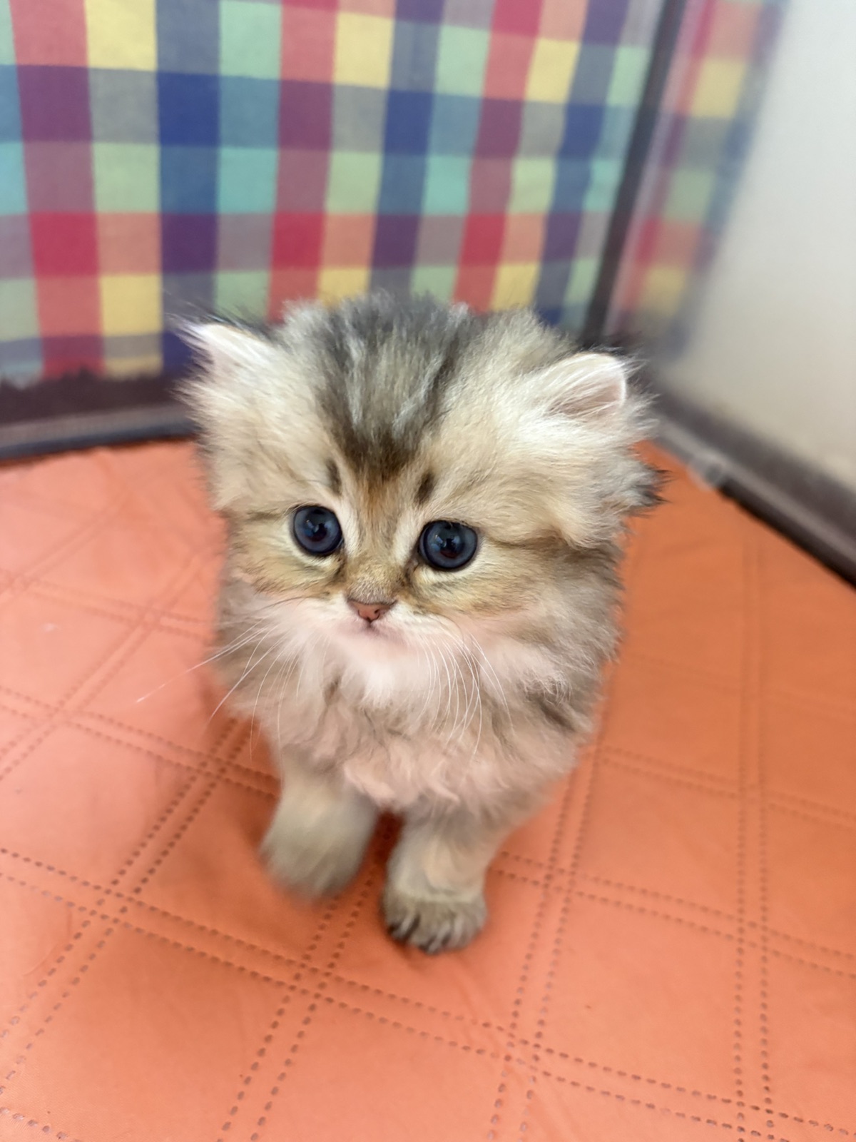 Golden Tabby Kittens at home, photo 3