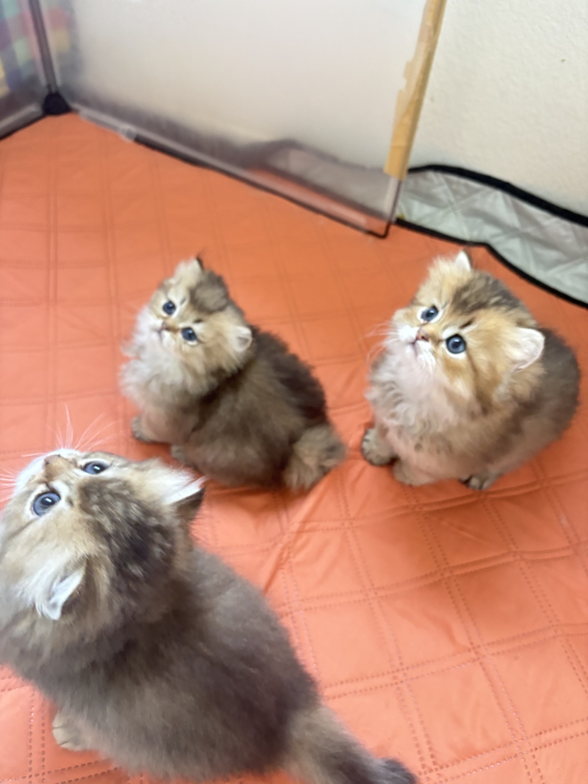 Golden Tabby Kittens at home