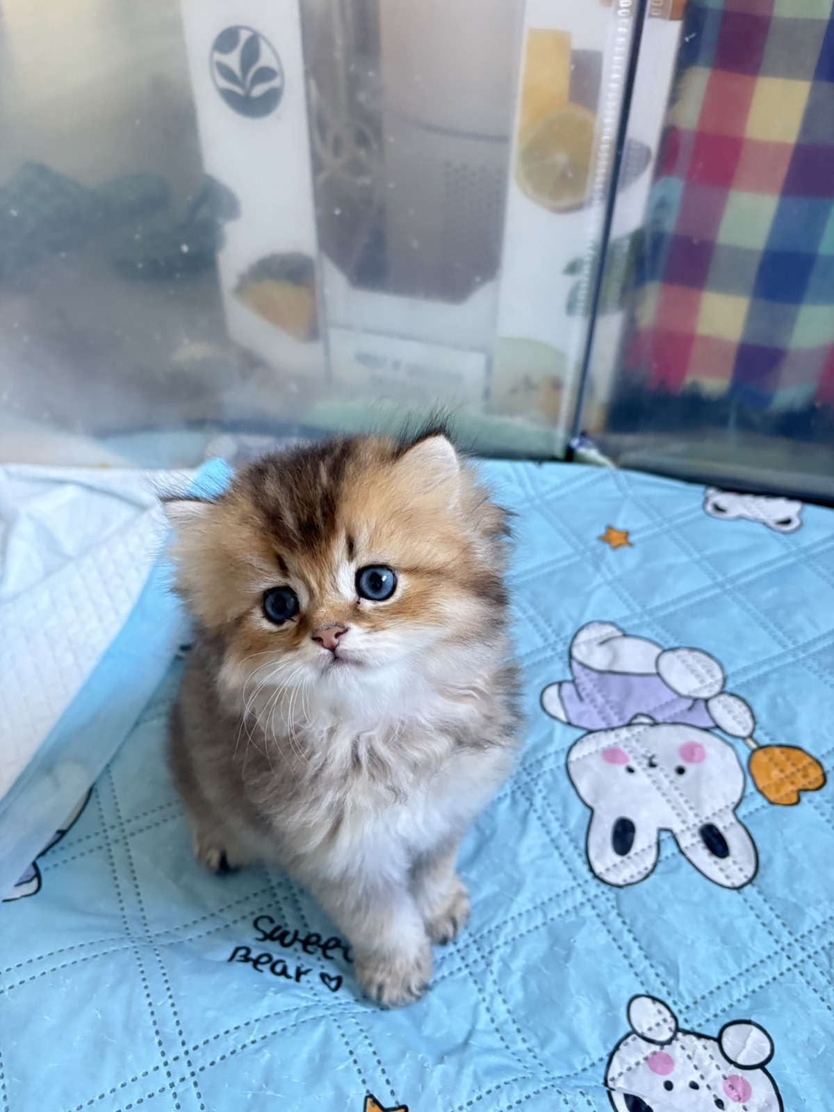Golden Tabby Kittens at home, photo 4
